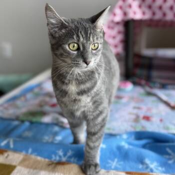 Rescue Domestic Short Hair Cats for Adoption in Sheboygan, Wisconsin - Roxie * Bonded With Powder | PetCurious