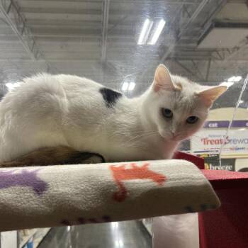 Montana -  Domestic Short Hair Cat for Adoption in Hemet, California - Montana | PetCurious