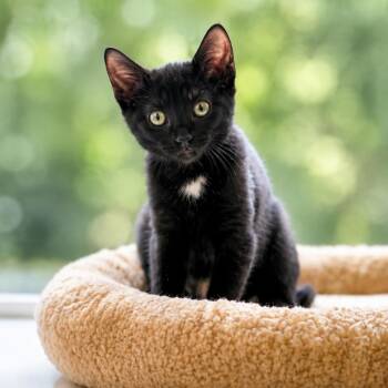 Tippy -  Domestic Short Hair Cat for Adoption in West Orange, New Jersey - Tippy | PetCurious