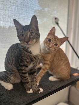 Rescue Domestic Short Hair Cats for Adoption in Davis, California - Paul | PetCurious