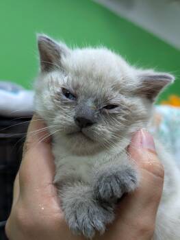 Domestic Short Hair and Siamese Cats Available for Adoption - Dopey | PetCurious