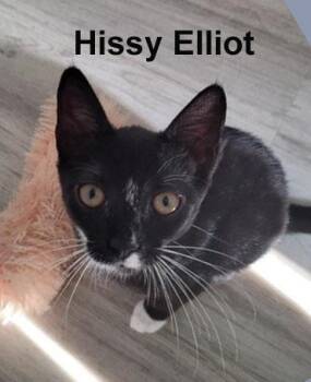 Hissy Elliot Stec. (sweet sister to Fatboy Slim and Kitty Smalls -  Domestic Short Hair Cat for Adoption in Stowe, Pennsylvania - Hissy Elliot Stec. (sweet Sister To Fatboy Slim And Kitty Smalls | PetCurious