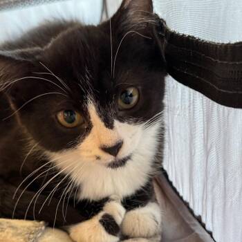 Minka-Fee Waived -  Domestic Short Hair Cat for Adoption in Brimfield, Massachusetts - Minka-Fee Waived | PetCurious