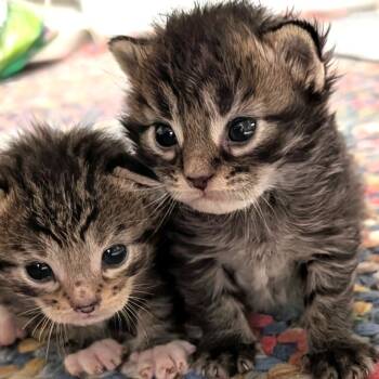 Rescue Domestic Short Hair Cats for Adoption in Wadena, Minnesota - Chai | PetCurious