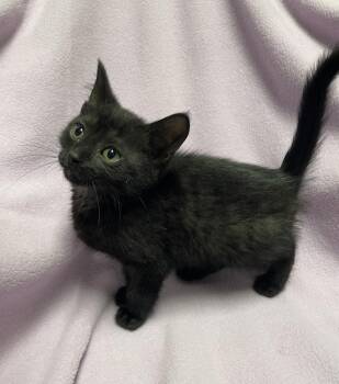 Happy Herbie -  Domestic Short Hair Cat for Adoption in Jackson, Michigan - Happy Herbie | PetCurious