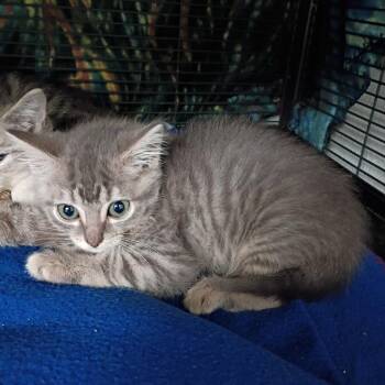 Domestic Short Hair Cats Available for Adoption in Dallas, Texas - Sansa | PetCurious