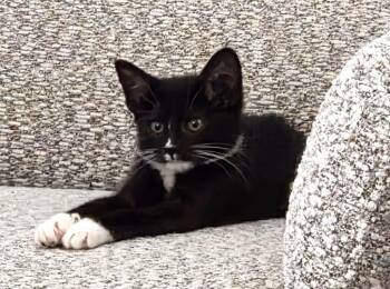 Casca "Cassie -  Domestic Short Hair Cat for Adoption in Millcreek, Utah - Casca "Cassie | PetCurious