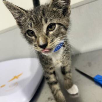 Domestic Short Hair Cats Available for Adoption in Tampa, Florida - Oddie | PetCurious