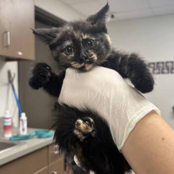 Eva -  Domestic Short Hair Cat for Adoption in Hattiesburg, Mississippi - Eva | PetCurious