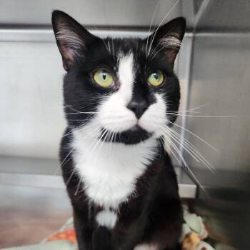 Tux -  Domestic Short Hair Cat for Adoption in Brockton, Massachusetts - Tux | PetCurious