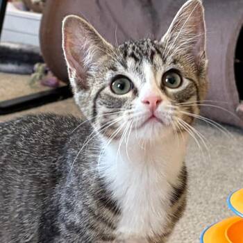 Ally -  Tabby Cat for Adoption in Central Falls, Rhode Island - Ally | PetCurious