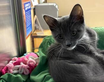 Vanilli -  Domestic Short Hair Cat for Adoption in Hazlet, New Jersey - Vanilli | PetCurious