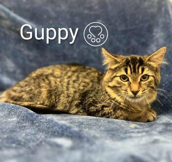 Rescue Domestic Short Hair Cats for Adoption in Montreal, Quebec - Guppy | PetCurious