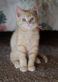 Garfield Gilmore -  Tabby and Domestic Short Hair Cat for Adoption in Skyline, Minnesota - Garfield Gilmore | PetCurious