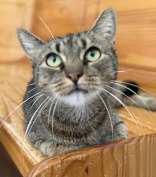 Lizzie -  Domestic Short Hair and Tabby Cat for Adoption in Lawrenceville, Georgia - Lizzie | PetCurious