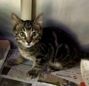 Wandering Glider -  Domestic Short Hair Cat for Adoption in Cincinnati, Ohio - Wandering Glider | PetCurious