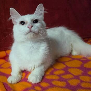 DUCHESS -  Domestic Long Hair Cat for Adoption in Graham, Washington - DUCHESS | PetCurious