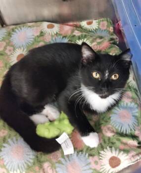 Andy -  Tuxedo Cat for Adoption in York, South Carolina - Andy | PetCurious