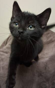 Domestic Short Hair Cats Available for Adoption in Fremont, Ohio - Rex | PetCurious