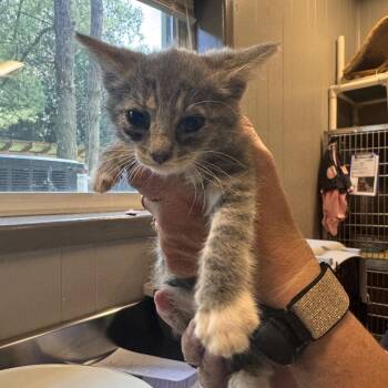 Domestic Short Hair Cats Available for Adoption - Ava | PetCurious