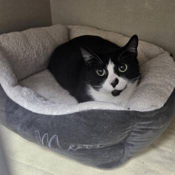 Bean -  Domestic Short Hair Cat for Adoption in Conway, New Hampshire - Bean | PetCurious