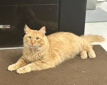 Rescue American Shorthair Cats for Adoption - Maxim | PetCurious