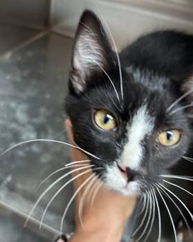 Apollo -  Domestic Short Hair Cat for Adoption in Raymond, Washington - Apollo | PetCurious