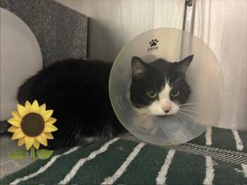 CALI -  Domestic Long Hair Cat for Adoption in Colorado Springs, Colorado - CALI | PetCurious