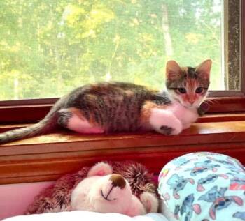 Thing 2 -  Domestic Short Hair Cat for Adoption in Grand Rapids, Michigan - Thing 2 | PetCurious