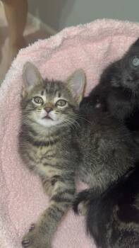 Neville -  Domestic Short Hair Cat for Adoption - Neville | PetCurious