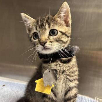 RUSTY -  Domestic Short Hair Cat for Adoption in St. Louis, Missouri - RUSTY | PetCurious