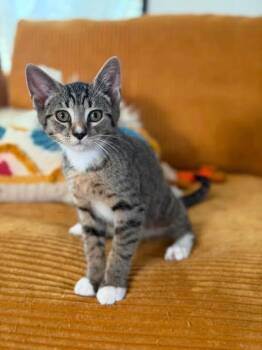 Cornbread (Bonded with Cobbler) -  Domestic Short Hair Cat for Adoption in Kenhorst, Pennsylvania - Cornbread (Bonded With Cobbler) | PetCurious