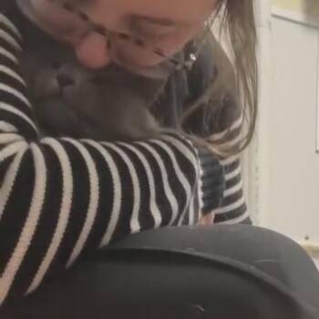 Domestic Long Hair Cats Available for Adoption - Tamale | PetCurious