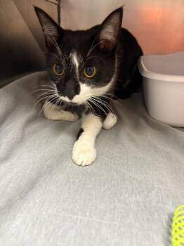 Domestic Short Hair Cats Available for Adoption - Cruella De Vil | PetCurious