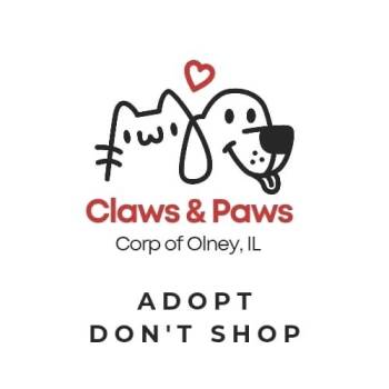 Rescue Domestic Short Hair Cats for Adoption in Olney, Illinois - Relic | PetCurious