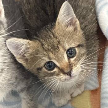 Army -  Domestic Medium Hair Cat for Adoption in Greensboro, North Carolina - Army | PetCurious