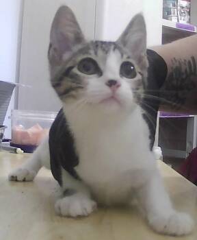 Cheese -  Domestic Short Hair Cat for Adoption in Dayton, Minnesota - Cheese | PetCurious