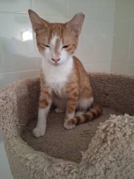 Walter -  Domestic Short Hair Cat for Adoption in Oviedo, Florida - Walter | PetCurious