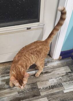 Babe -  Domestic Short Hair Cat for Adoption in Crossville, Tennessee - Babe | PetCurious