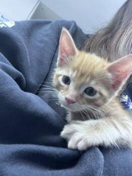Flynn -  Domestic Short Hair Cat for Adoption in Daytona Beach, Florida - Flynn | PetCurious