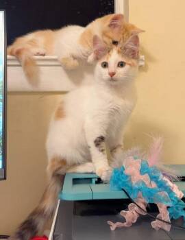Pansy (bonded w/Honey Bee) -  Calico Cat for Adoption in San Jose, California - Pansy (bonded W/Honey Bee) | PetCurious