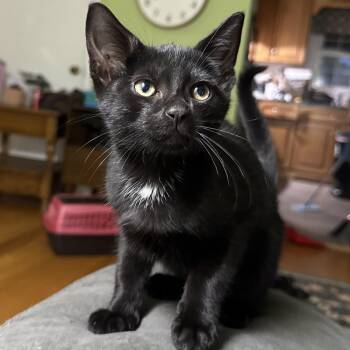 Rescue Domestic Short Hair Cats for Adoption in Campbellsville, Kentucky - Francis | PetCurious