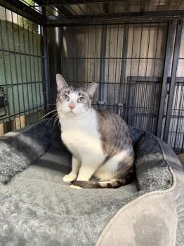 Cam -  Siamese Cat for Adoption in Randolph, Massachusetts - Cam | PetCurious