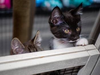 Rescue Domestic Short Hair Cats for Adoption in Calgary, Alberta - Garibaldi | PetCurious