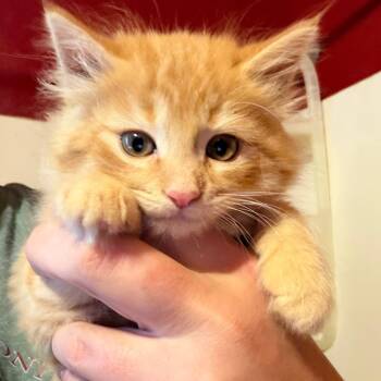Domestic Medium Hair Cats Available for Adoption in Mount Vernon, Arkansas - Lion | PetCurious