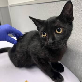 Saturn -  Domestic Short Hair Cat for Adoption in Tampa, Florida - Saturn | PetCurious