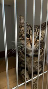 Domestic Medium Hair Cats Available for Adoption - A134450 | PetCurious