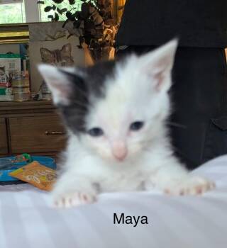 Maya -  Domestic Short Hair Cat for Adoption in The Woodlands, Texas - Maya | PetCurious