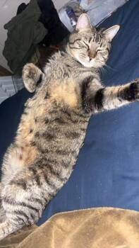 Domestic Short Hair Cats Available for Adoption in West Memphis, Arkansas - Ralph | PetCurious