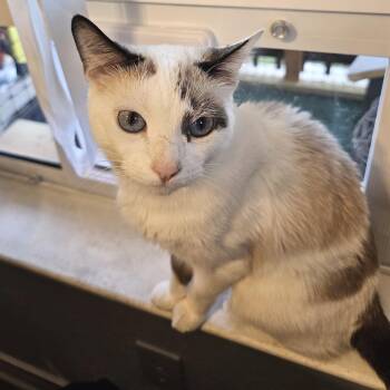 Siamese Cats Available for Adoption in Bulverde, Texas - Mazzy | PetCurious